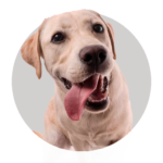 Petbess-petshop-online-animais-shampoo-para-cachorro