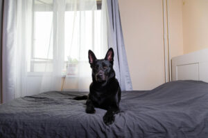 Como deixar o pelo do cachorro mais brilhoso: 5 segredos de especialistas